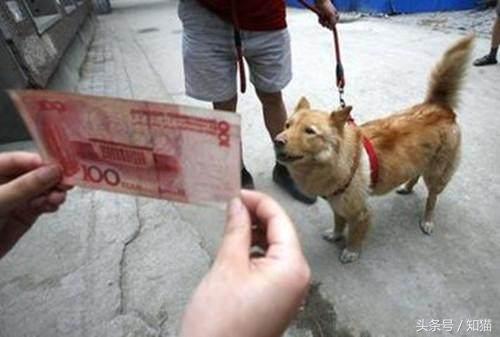 给狗狗喂狗粮它不吃怎么办,给狗狗喂食的时候