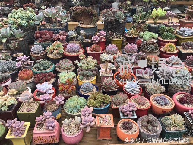 美爆了的韩国多肉植物大棚