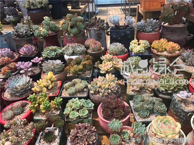 美爆了的韩国多肉植物大棚