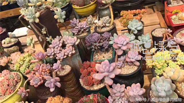 美爆了的韩国多肉植物大棚