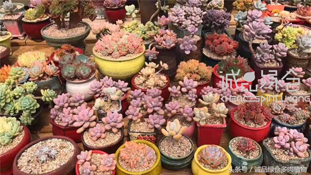 美爆了的韩国多肉植物大棚