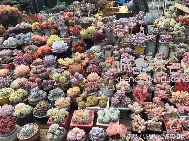 美爆了的韩国多肉植物大棚