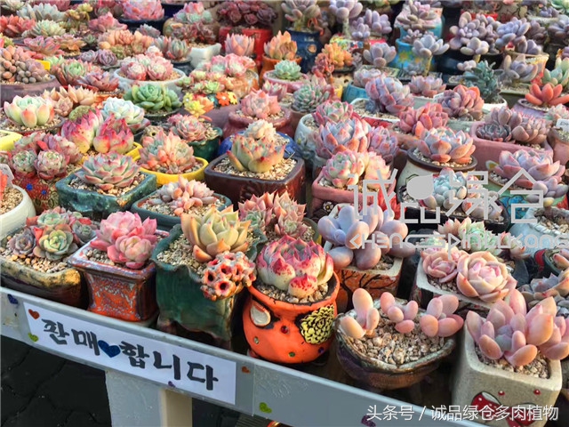 美爆了的韩国多肉植物大棚