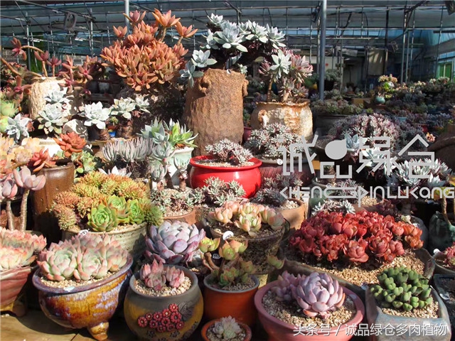 美爆了的韩国多肉植物大棚