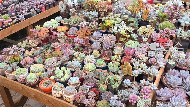 美爆了的韩国多肉植物大棚