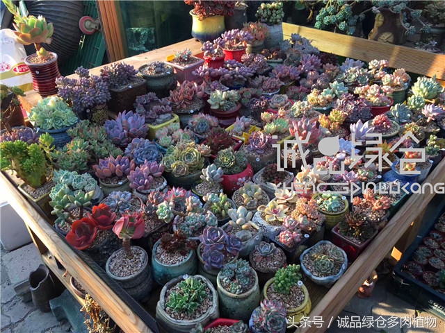 美爆了的韩国多肉植物大棚