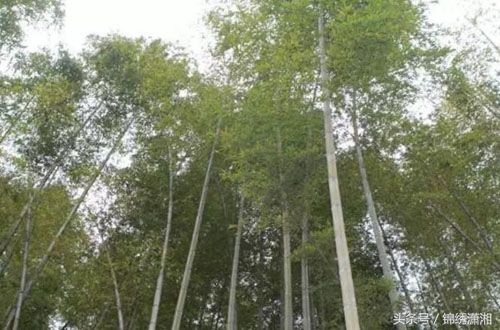 常宁高山有机茶,湖南常宁山村美景