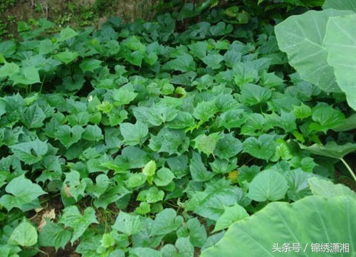 常宁高山有机茶,湖南常宁山村美景