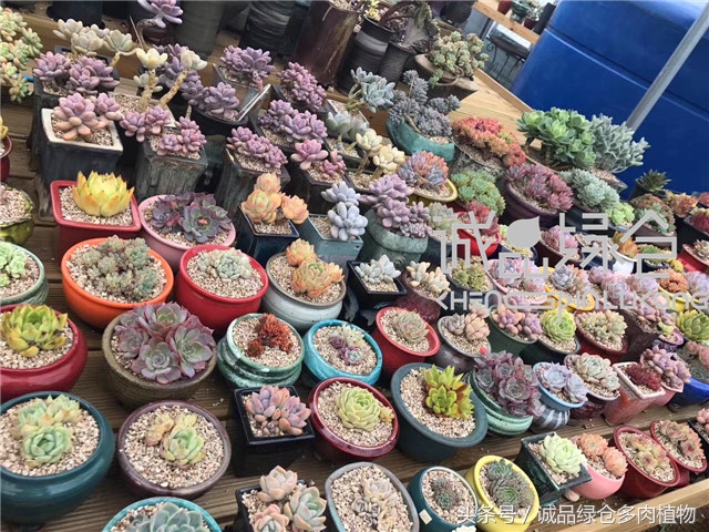 美爆了的韩国多肉植物大棚