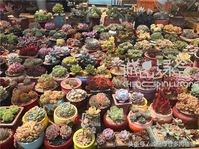 美爆了的韩国多肉植物大棚