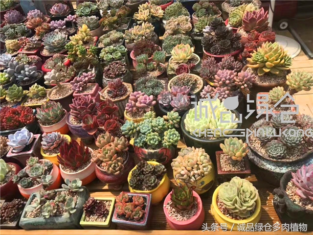 美爆了的韩国多肉植物大棚