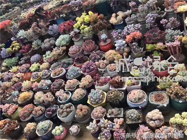 美爆了的韩国多肉植物大棚