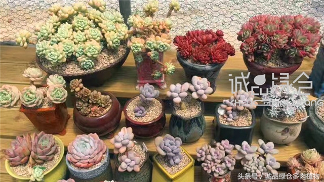 美爆了的韩国多肉植物大棚