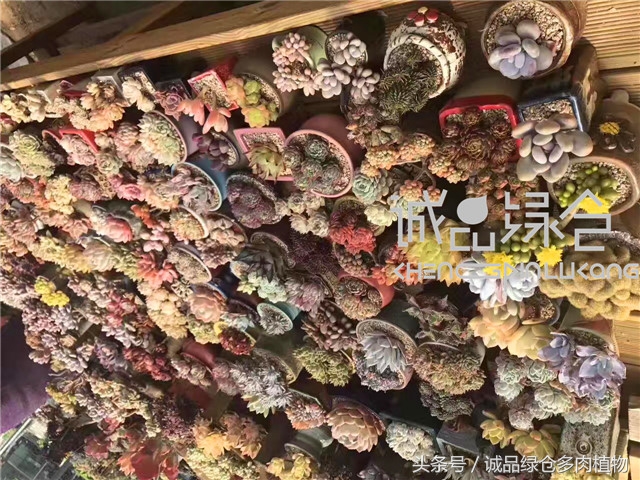 美爆了的韩国多肉植物大棚