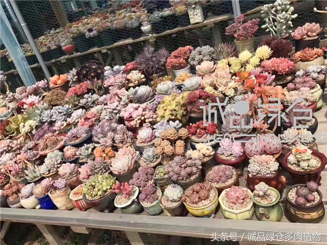 美爆了的韩国多肉植物大棚