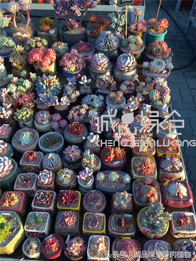 美爆了的韩国多肉植物大棚