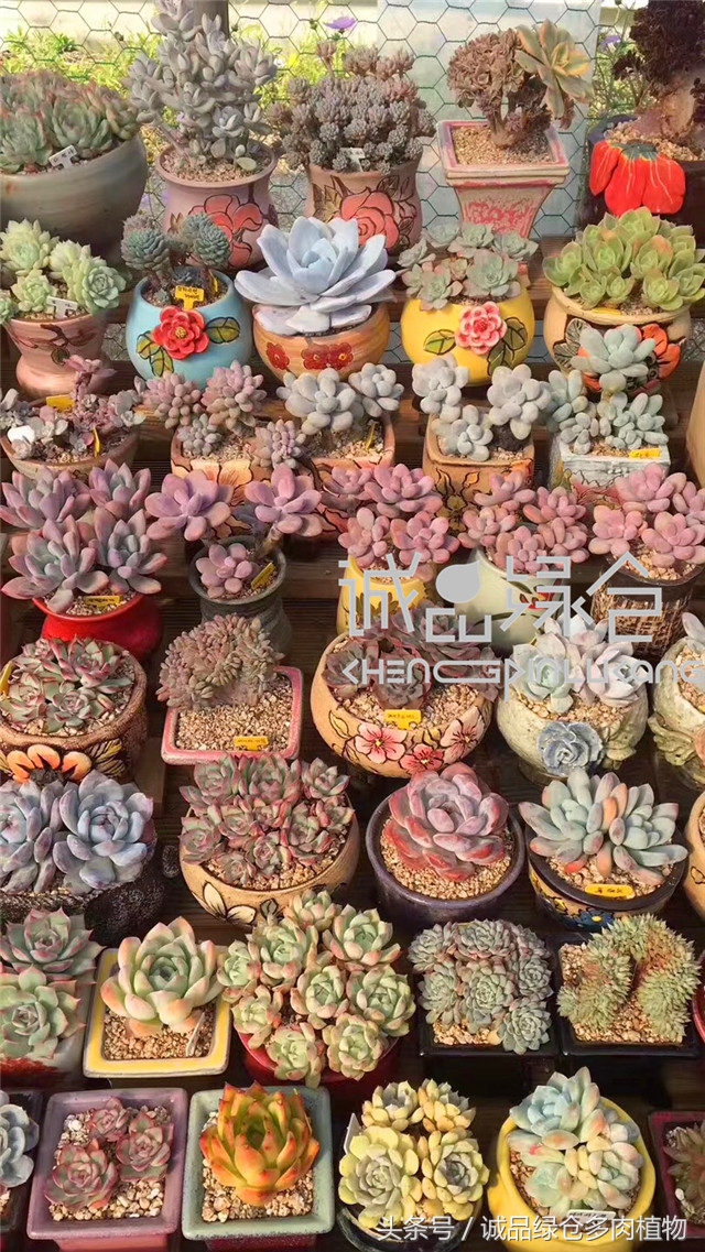 美爆了的韩国多肉植物大棚