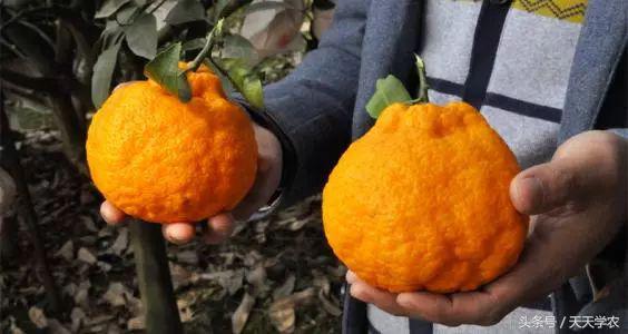 柑橘五大品种的特点和优势,柑橘品种介绍视频