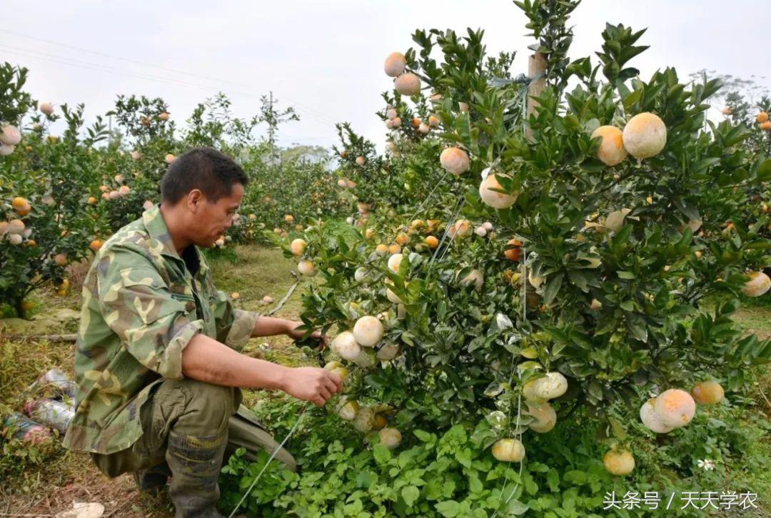 柑橘五大品种的特点和优势,柑橘品种介绍视频
