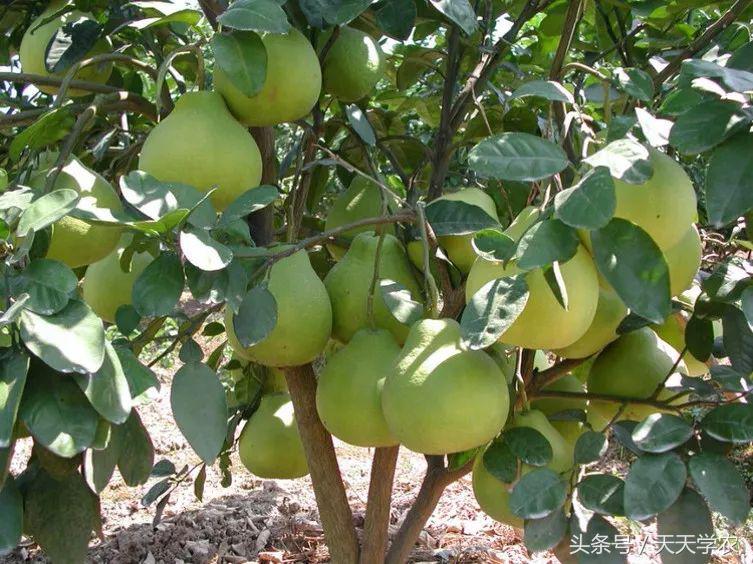 柑橘五大品种的特点和优势,柑橘品种介绍视频