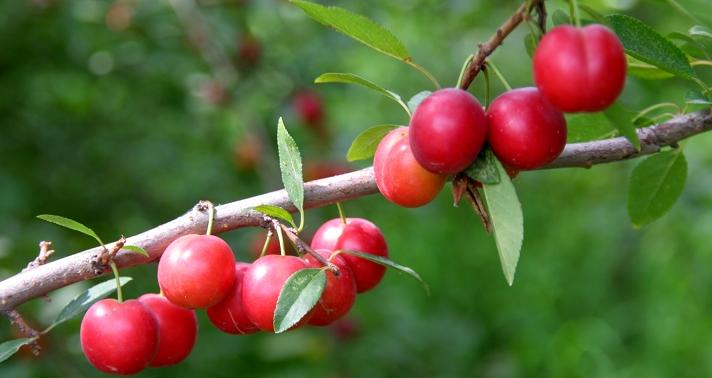 这几种红水果，2018年会火的一塌糊涂，你种对了吗？