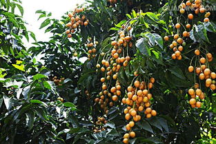 农村五个赚钱行业,农村农民躺着赚钱的项目有哪几个