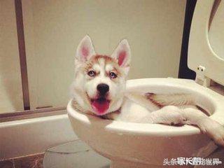 狗狗拉出的便便发霉一样,怎样从狗狗的便便颜色判断病情