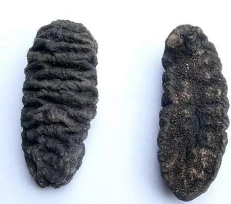 你知道世界上的鱼类有多少个,你知道的海底世界有多少种鱼