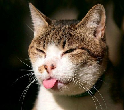 养宠小知识猫咪感冒吃什么,猫咪喂养中容易出现的身体问题