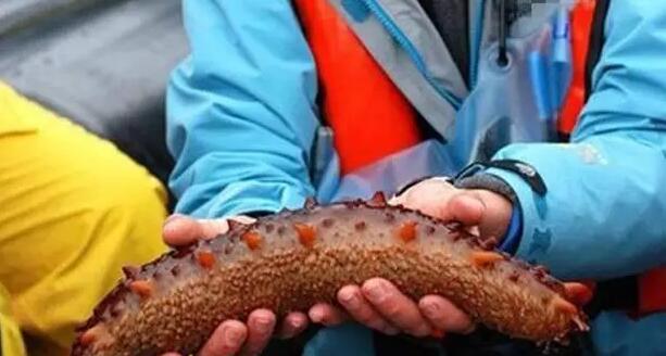 你知道世界上的鱼类有多少个,你知道的海底世界有多少种鱼