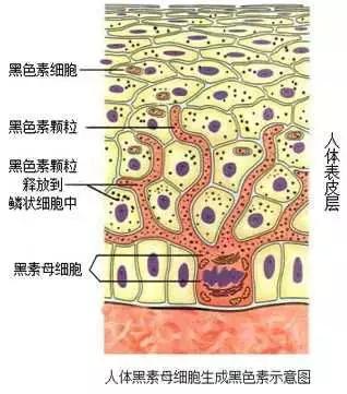 痘印去不掉？看完这篇价值一万块的痘印自救指南，你就会找到答案