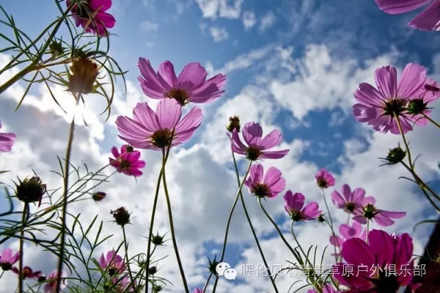 呼伦贝尔旅游自由行攻略,第一次呼伦贝尔自由行