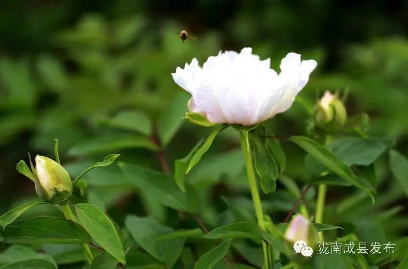 成县二郎牡丹花开,陇南成县花开