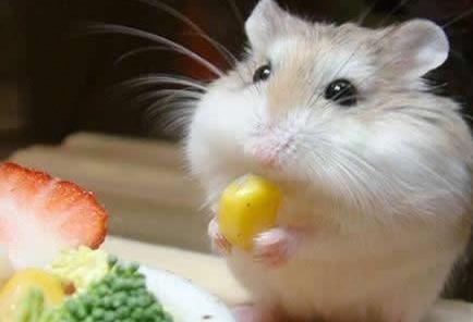 仓鼠饲养八大禁忌仓鼠能活多久,萌新养仓鼠关注事项