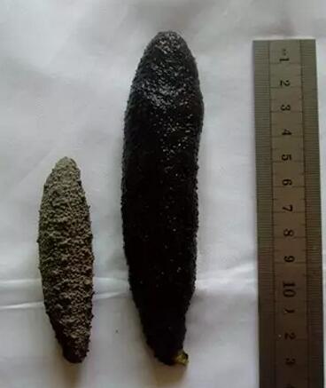 你知道世界上的鱼类有多少个,你知道的海底世界有多少种鱼