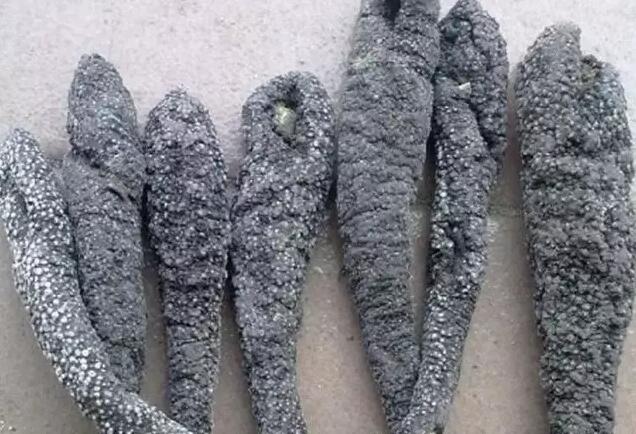 你知道世界上的鱼类有多少个,你知道的海底世界有多少种鱼