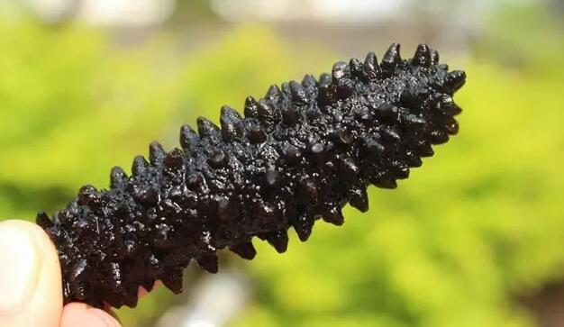 你知道世界上的鱼类有多少个,你知道的海底世界有多少种鱼