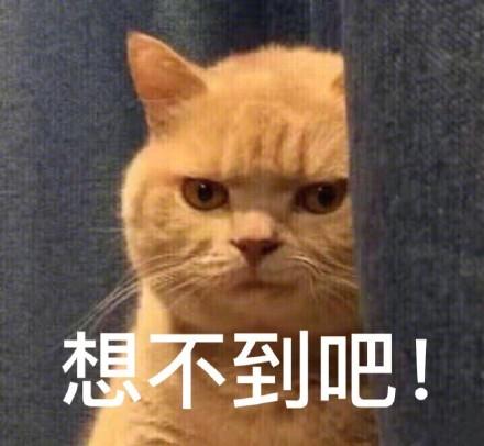 猫咪顽固性腹泻怎么办,两个月猫咪拉肚子最快的解决办法