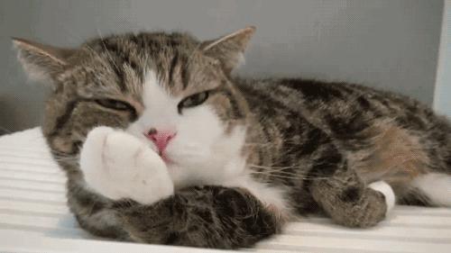 养宠小知识猫咪感冒吃什么,猫咪喂养中容易出现的身体问题