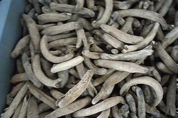 你知道世界上的鱼类有多少个,你知道的海底世界有多少种鱼