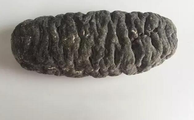 你知道世界上的鱼类有多少个,你知道的海底世界有多少种鱼