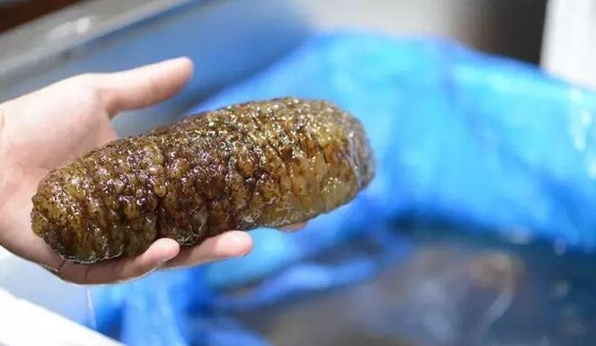 你知道世界上的鱼类有多少个,你知道的海底世界有多少种鱼