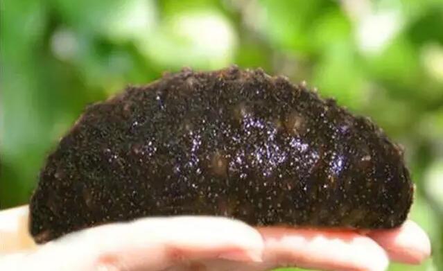 你知道世界上的鱼类有多少个,你知道的海底世界有多少种鱼