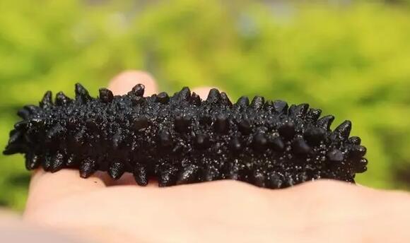 你知道世界上的鱼类有多少个,你知道的海底世界有多少种鱼