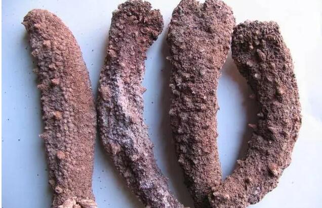 你知道世界上的鱼类有多少个,你知道的海底世界有多少种鱼