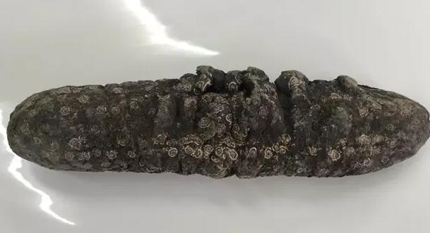 你知道世界上的鱼类有多少个,你知道的海底世界有多少种鱼