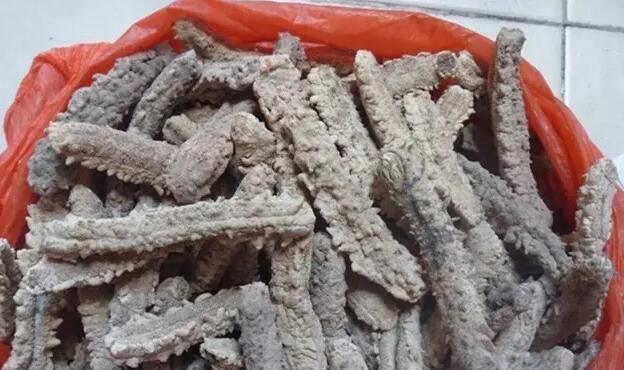 你知道世界上的鱼类有多少个,你知道的海底世界有多少种鱼