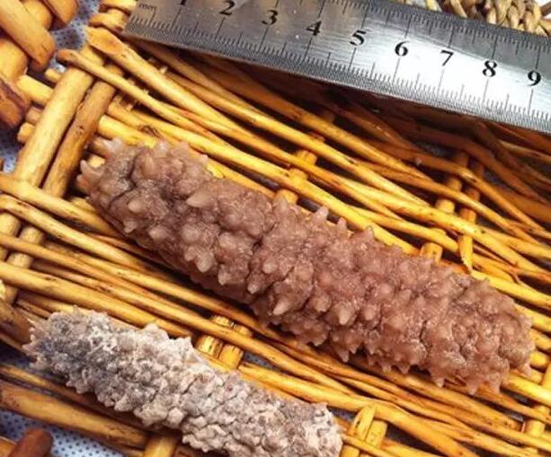 你知道世界上的鱼类有多少个,你知道的海底世界有多少种鱼