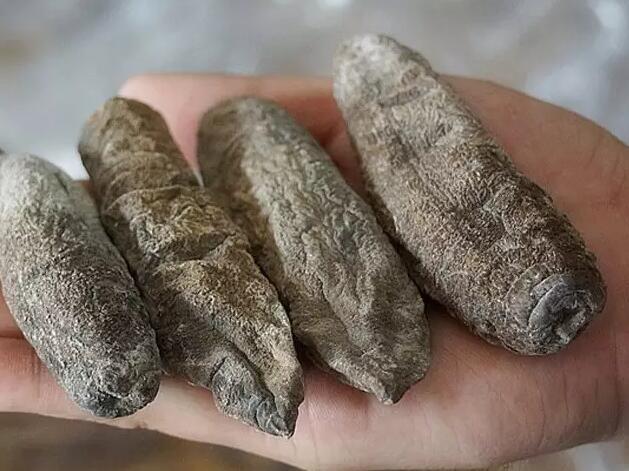 你知道世界上的鱼类有多少个,你知道的海底世界有多少种鱼