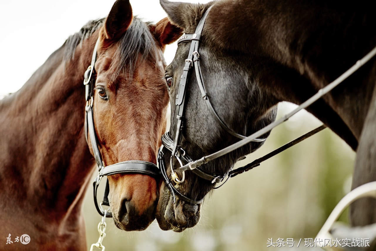 风水命理知识点大全图解,生肖与风水方向冲合
